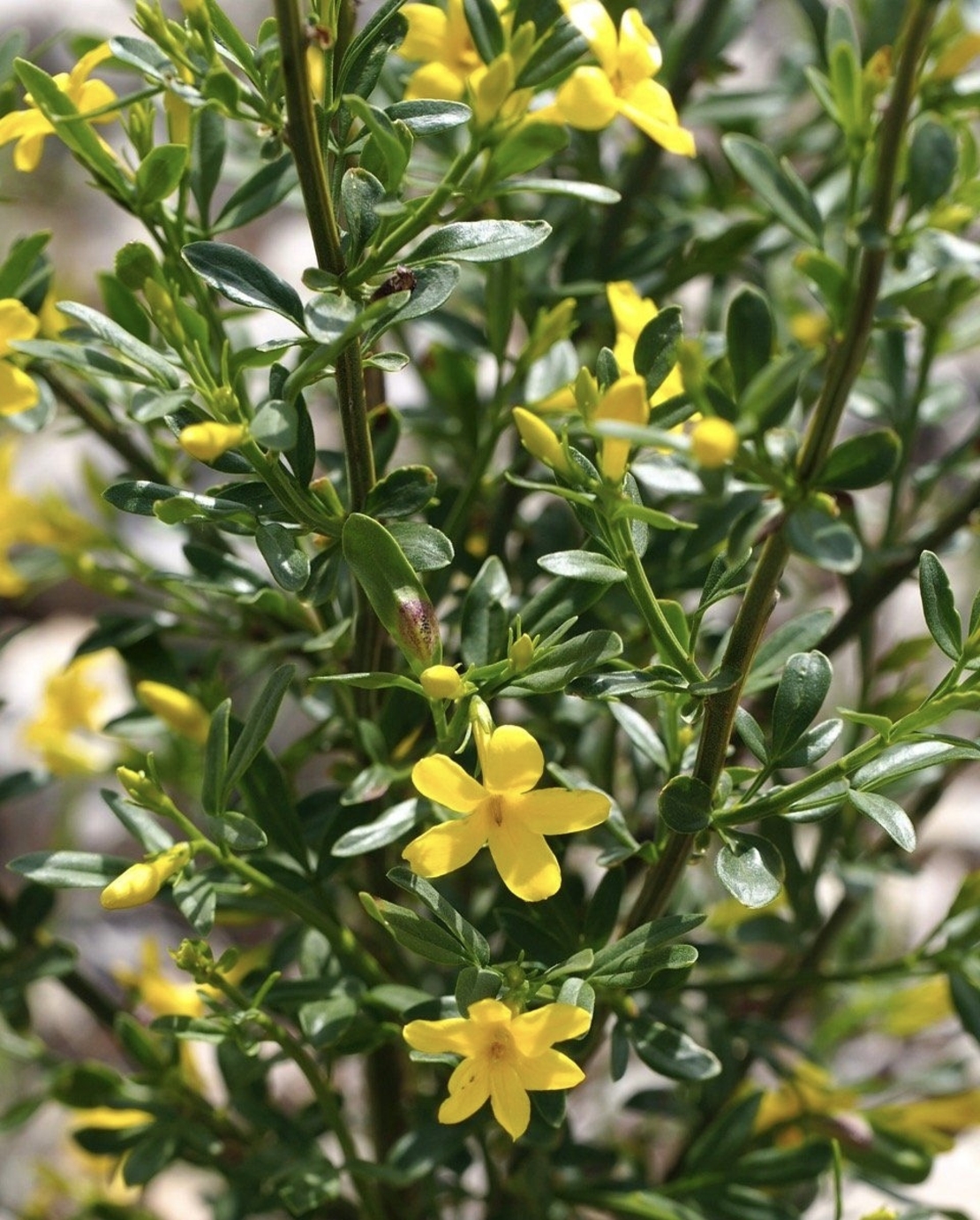 Храстовиден жасмин (Jasminum fruticans)
