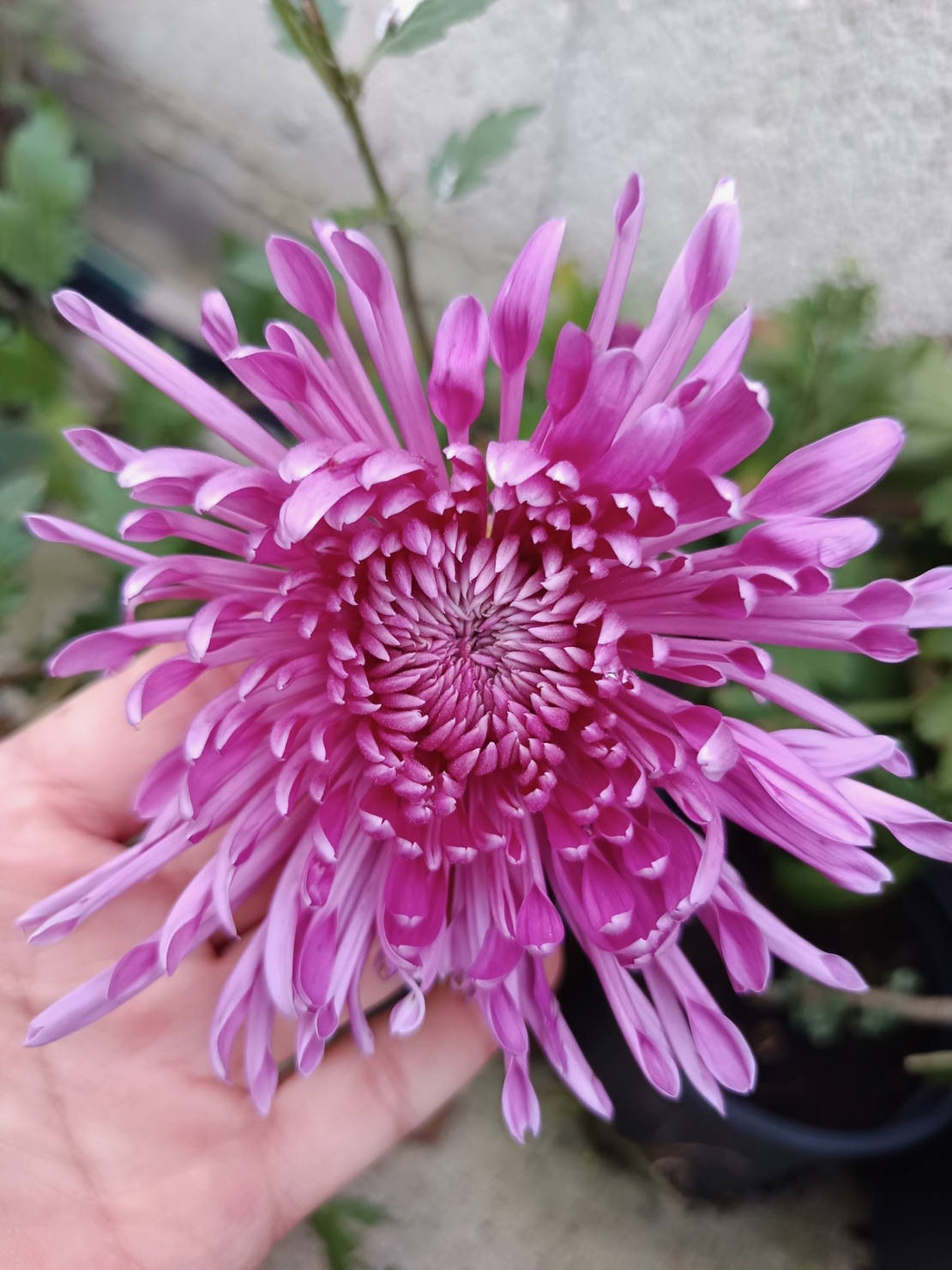 Високостеблена хризантема Violet Spoon