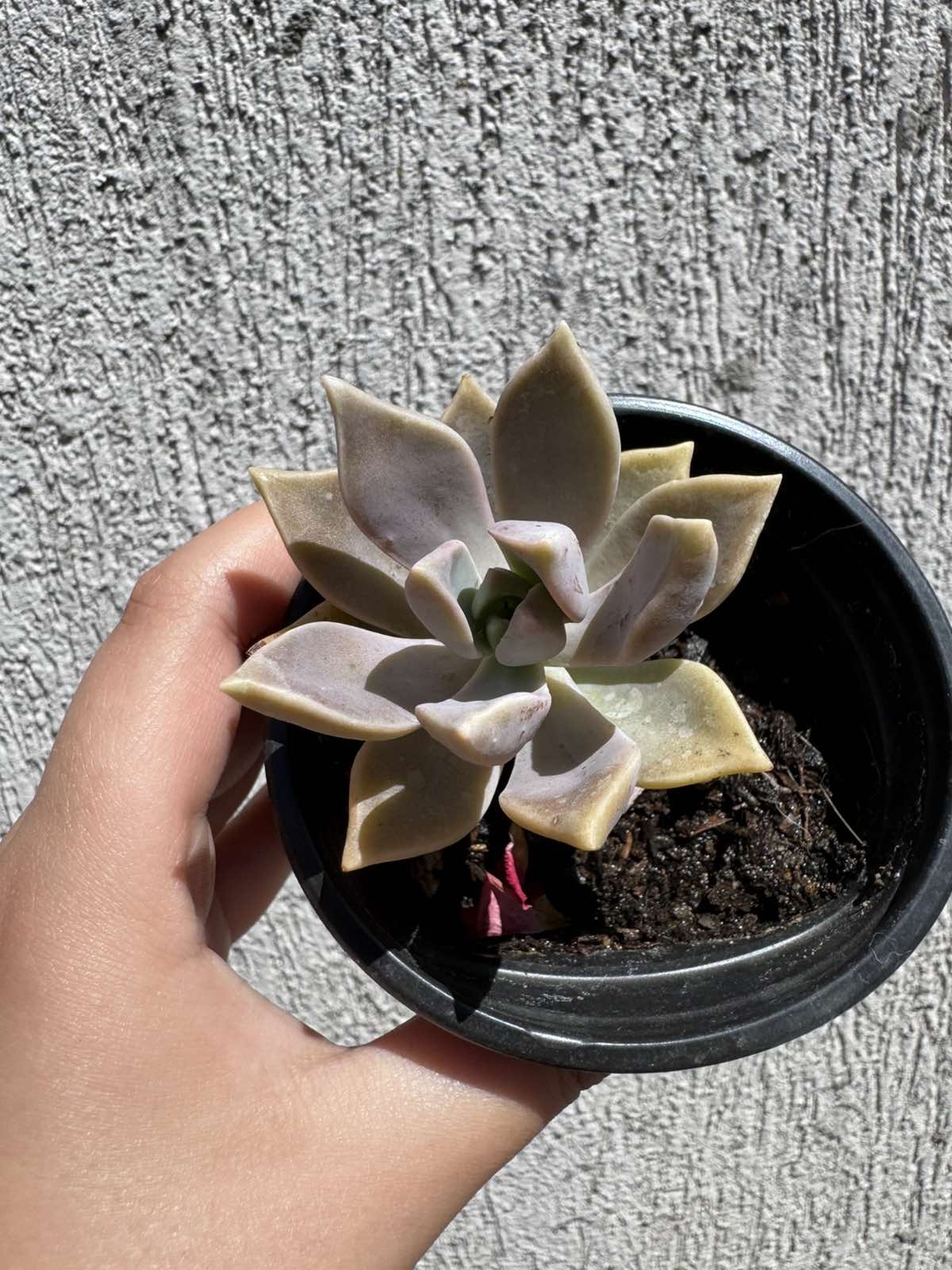 Сукулент Graptopetalum paraguayense - малък