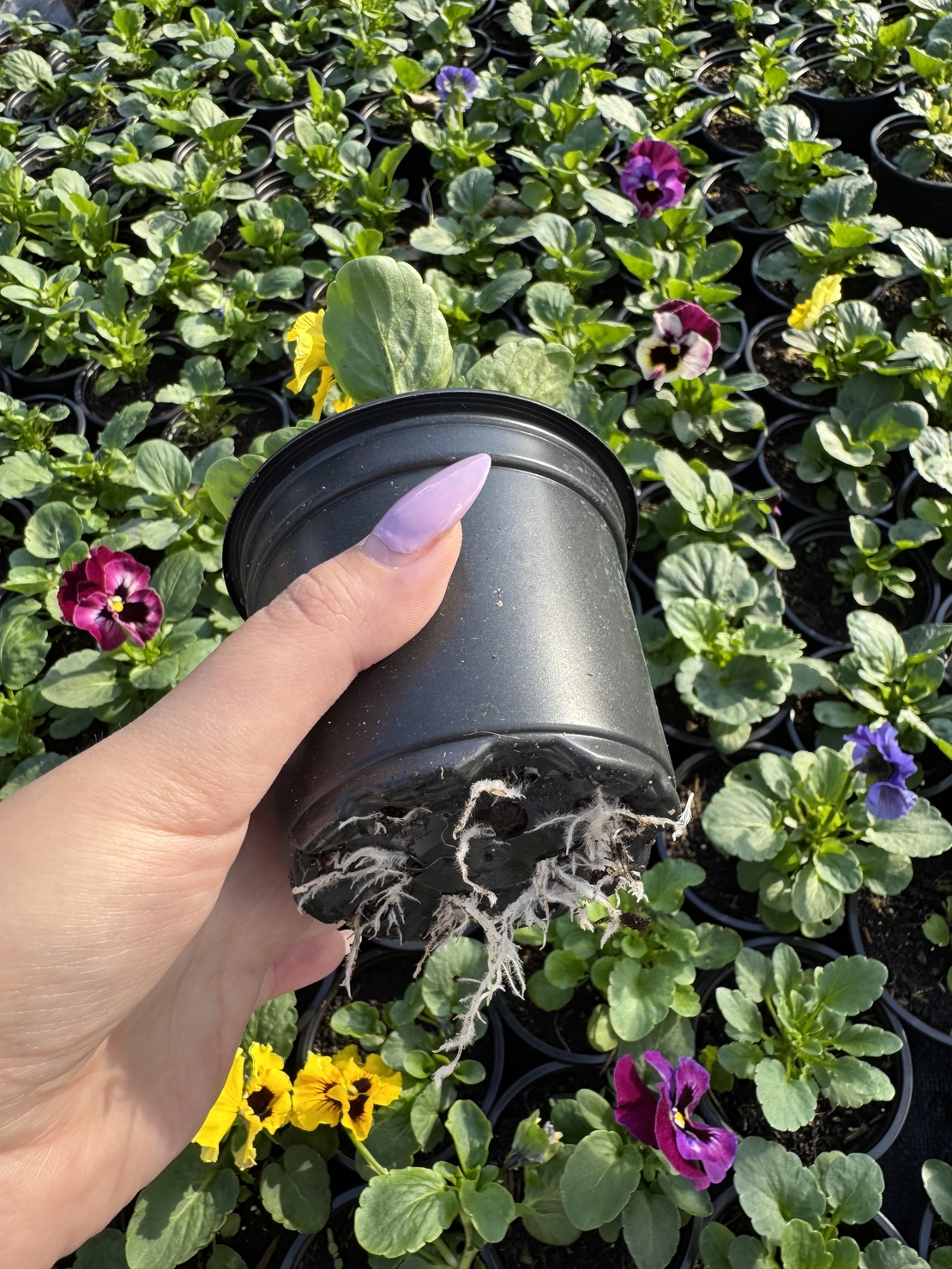 Къдрави теменужки