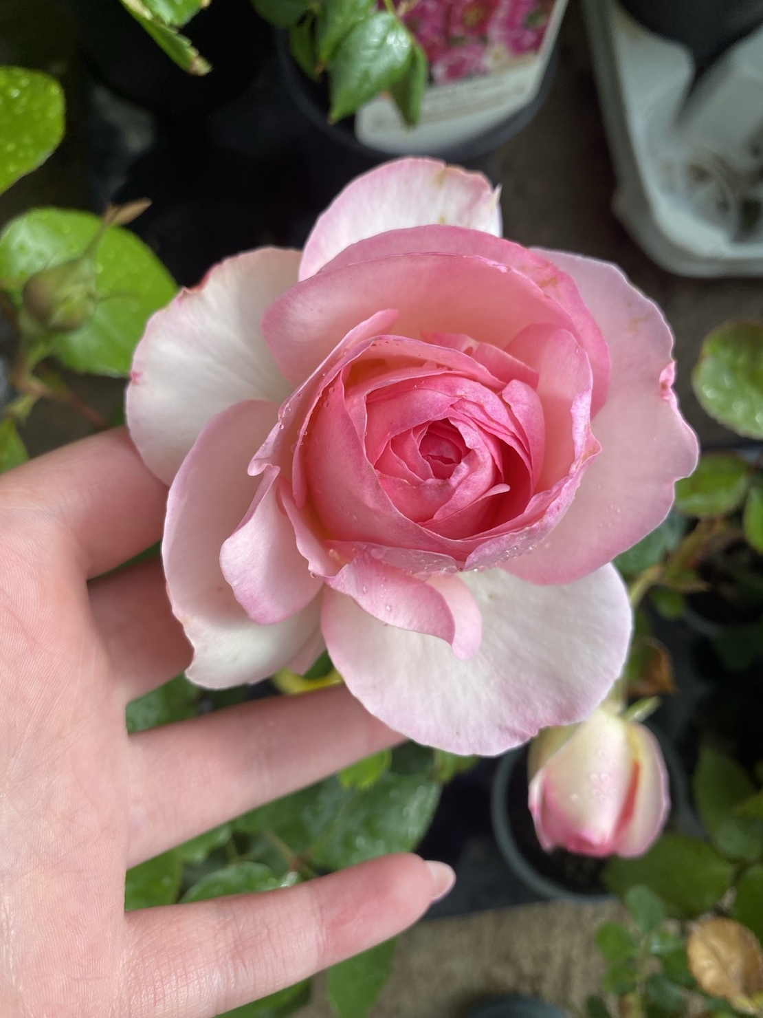 EDEN ROSE® Meiviolin/ GPT. EDEN ROSE Pierre De Ronsard ®