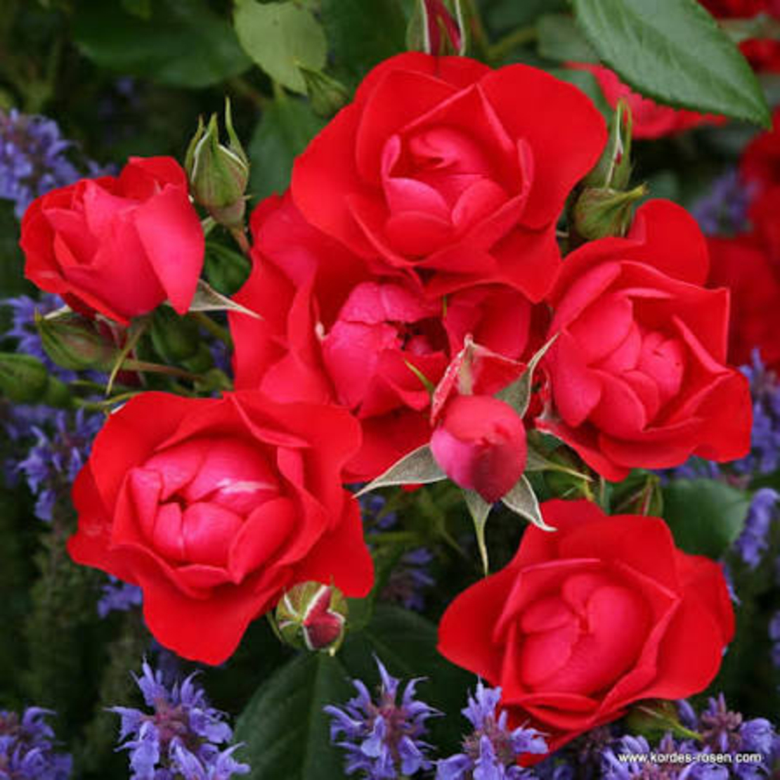 Black Forest Rose®