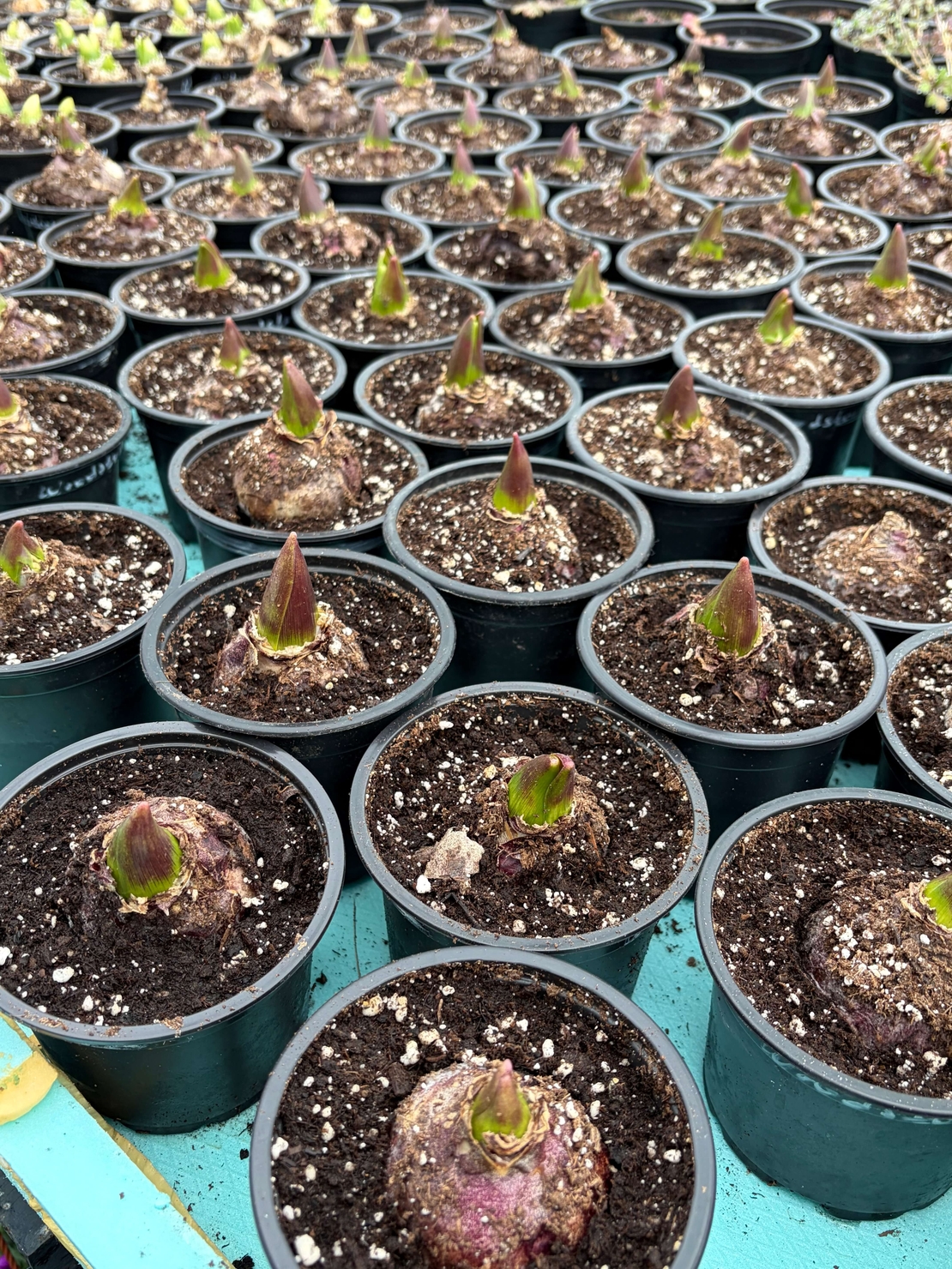 Зюмбюл Blue Jacket в саксия - единичен