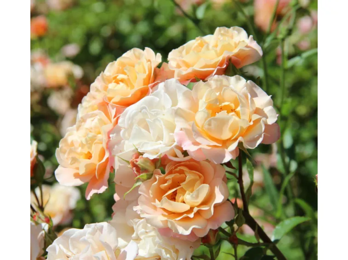 Cubana ® Rose