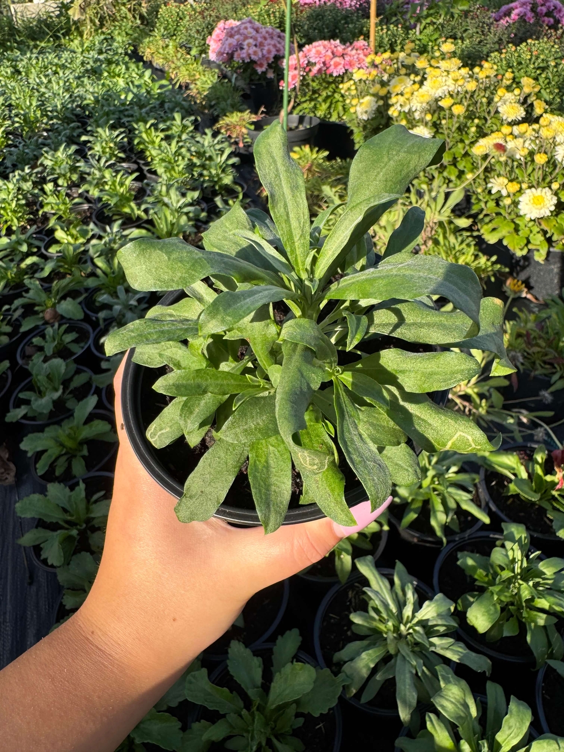 Шибой - Sugar Rush Mix