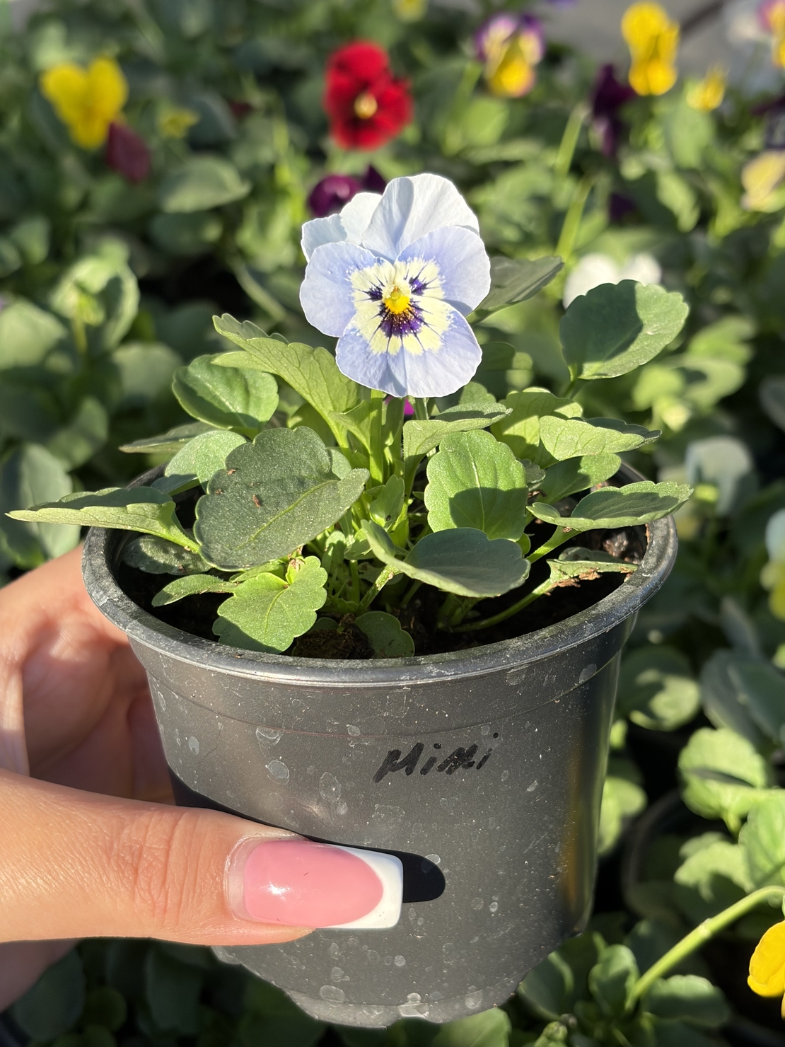 Мини теменужки микс (Viola Superba Mini)