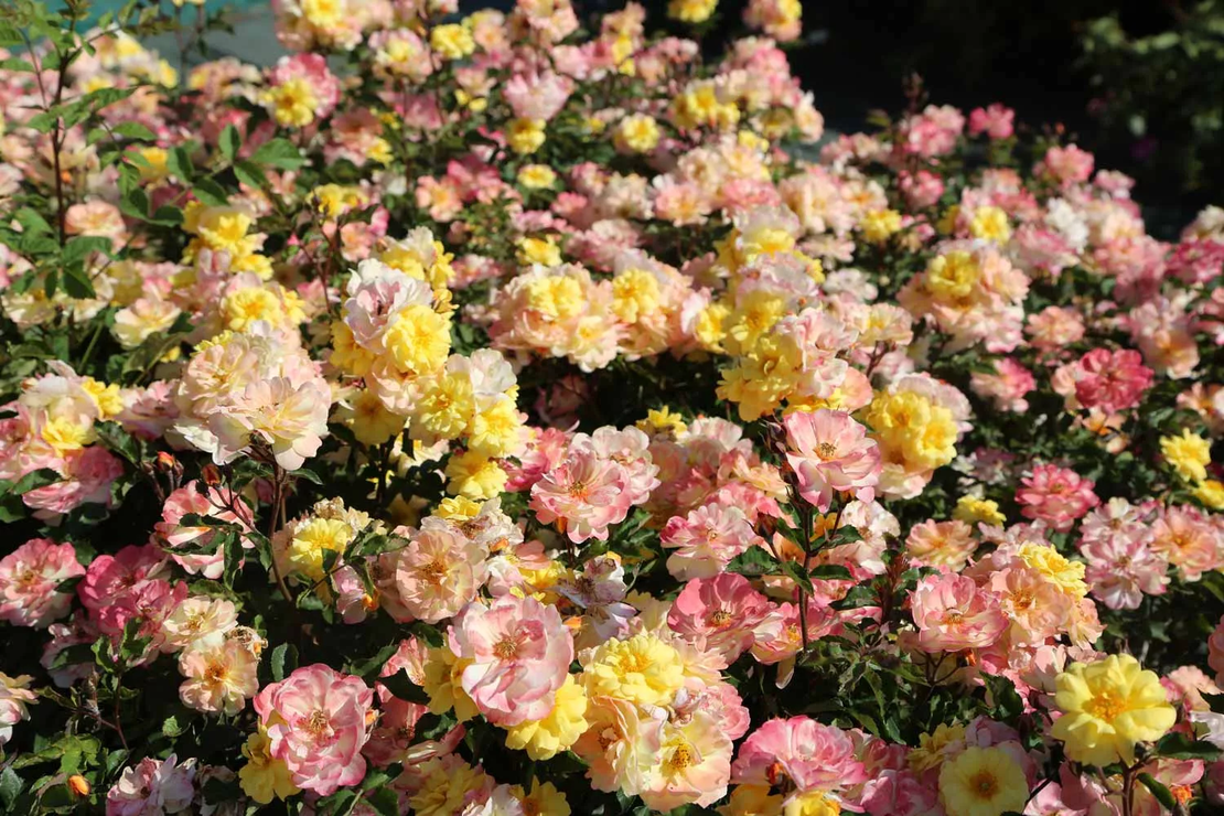 REVE DE PARIS ® Meilowmye