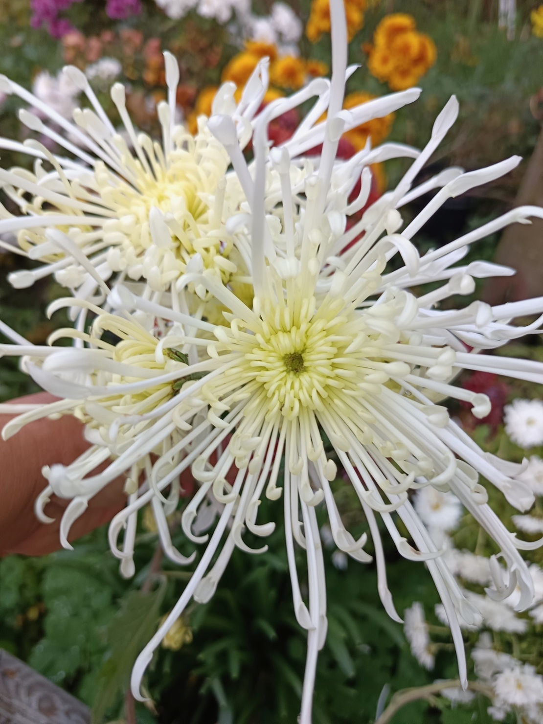 Високостеблена хризантема White Spider