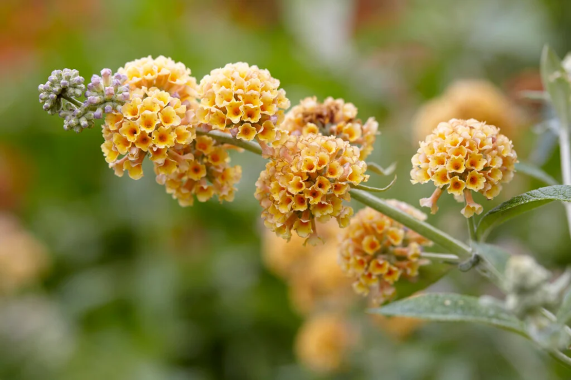 Будлея 'Sungold' Buddleja × weyeriana 'Sungold'