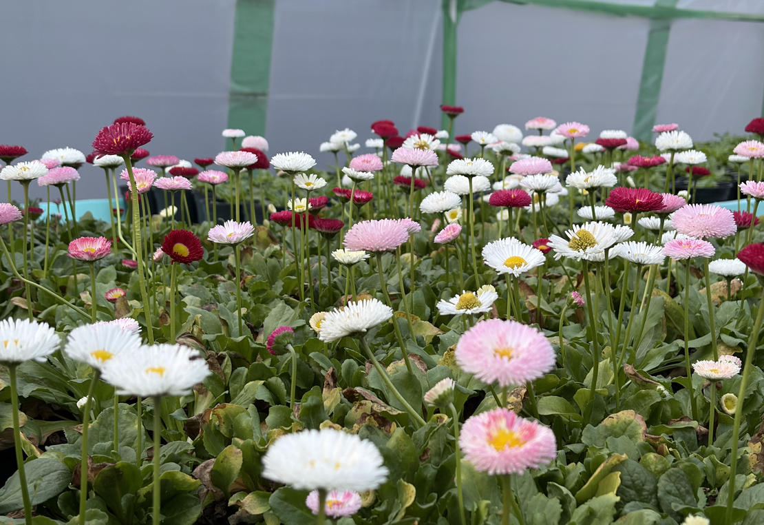 Парички - Tasso