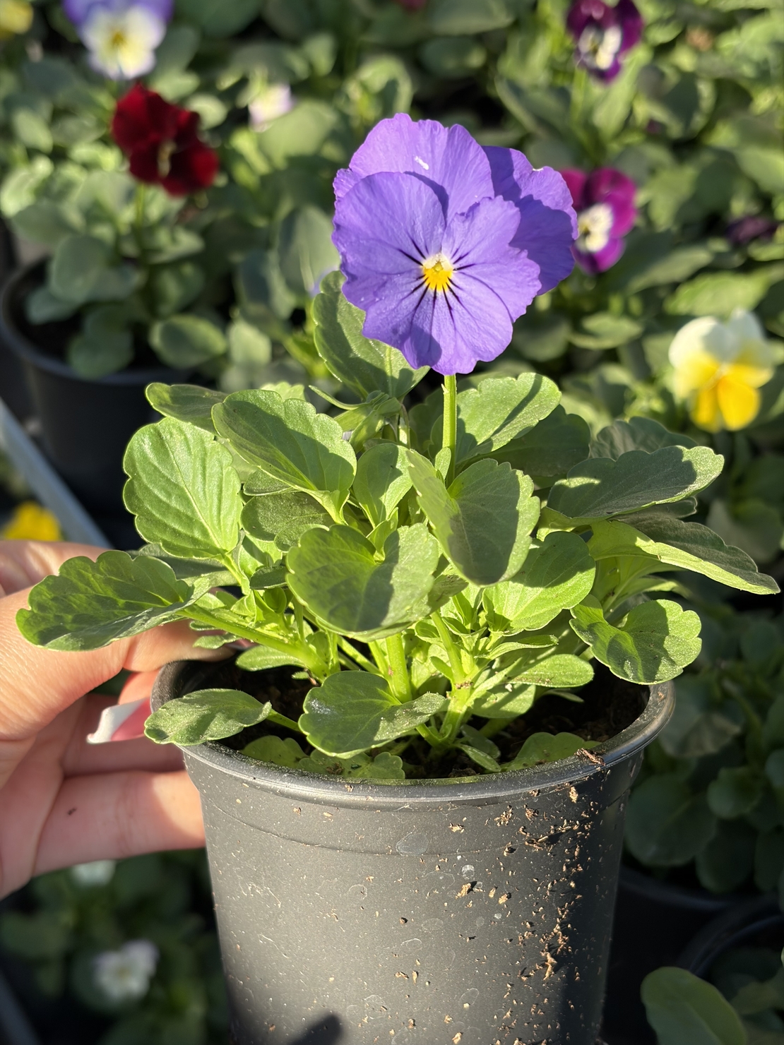 Мини теменужки микс (Viola Superba Mini)