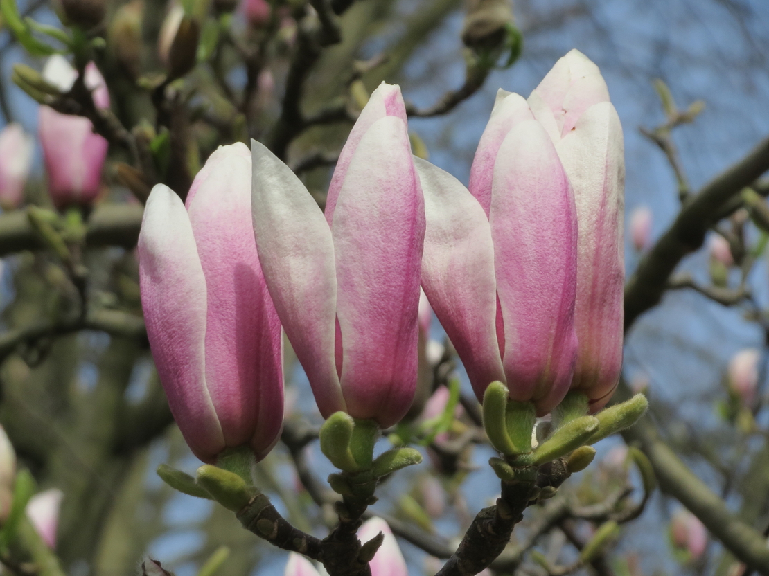 Магнолия Soulangeana (Magnolia × soulangeana)