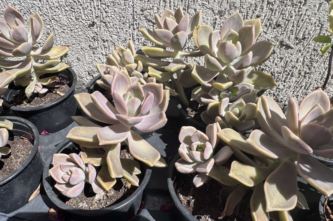 Сукулент Graptopetalum paraguayense - голям