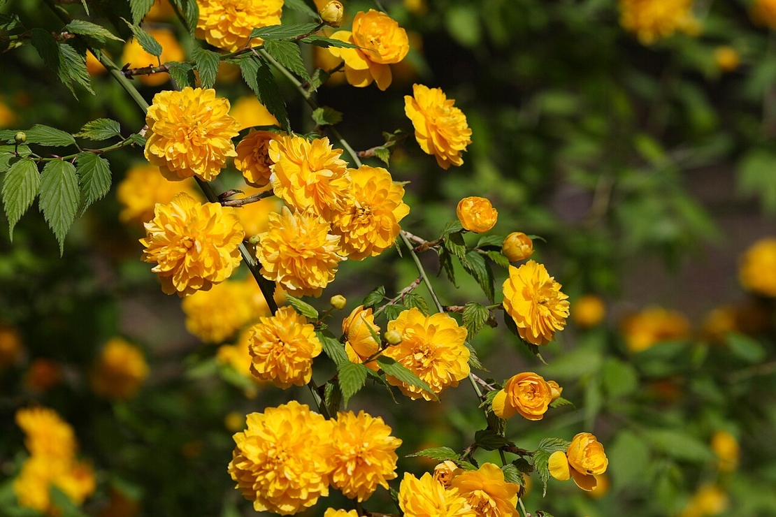 Kerria japonica ‘Pleniflora’ (Керия, Японска керия)