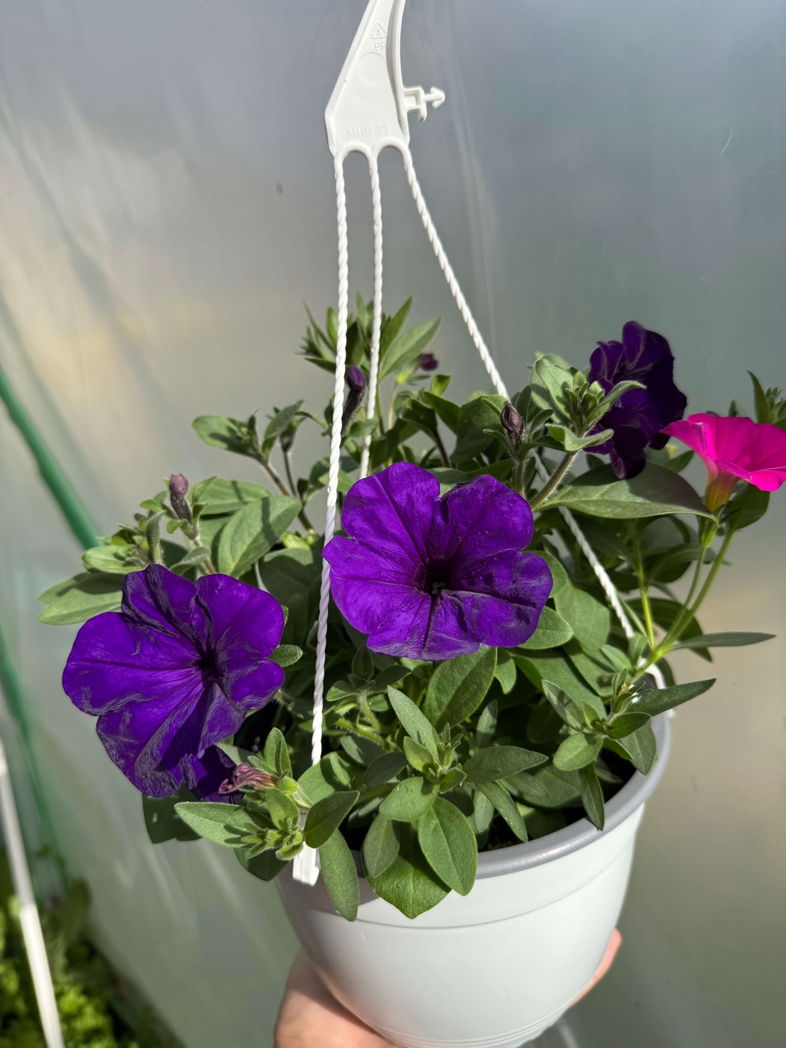 Петуния - тройка (The Power Sisters)