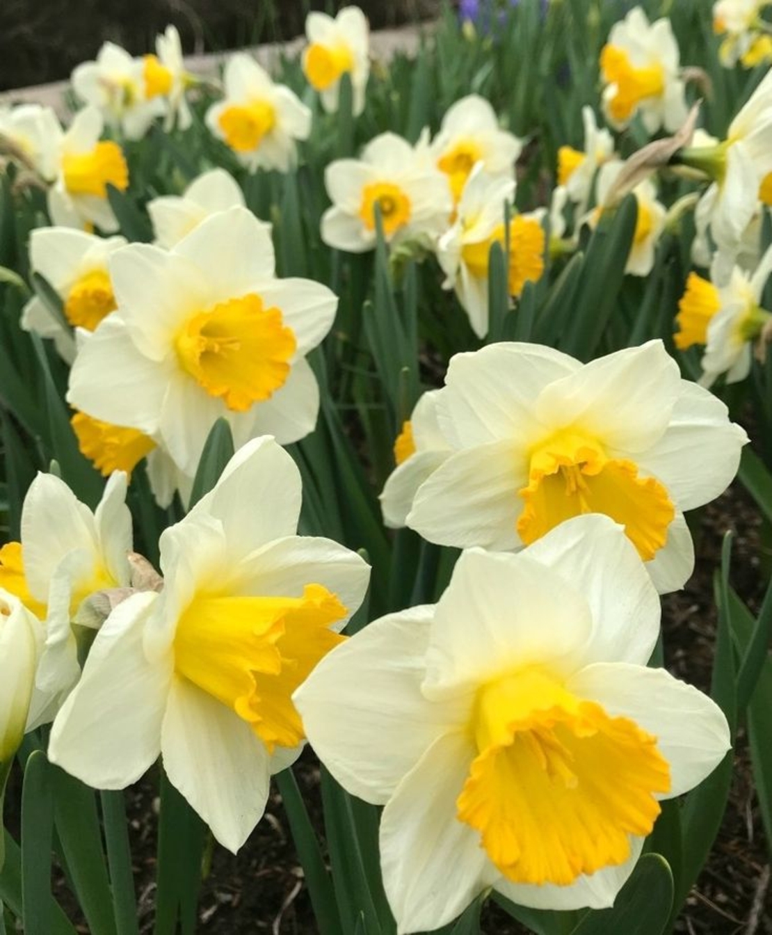 Нарцис Orange Sunset в саксия