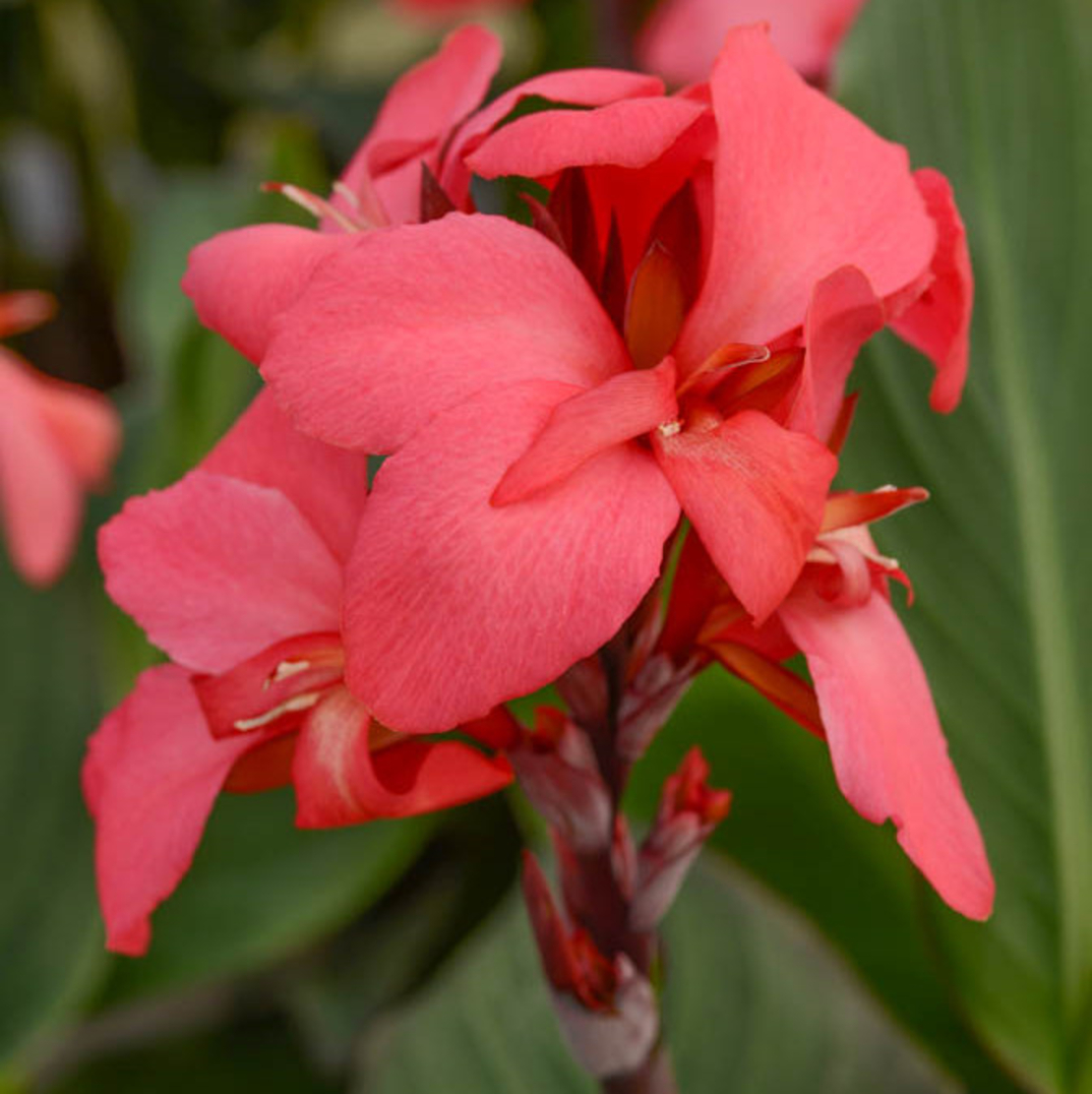 Кана / Canna CANNOVA