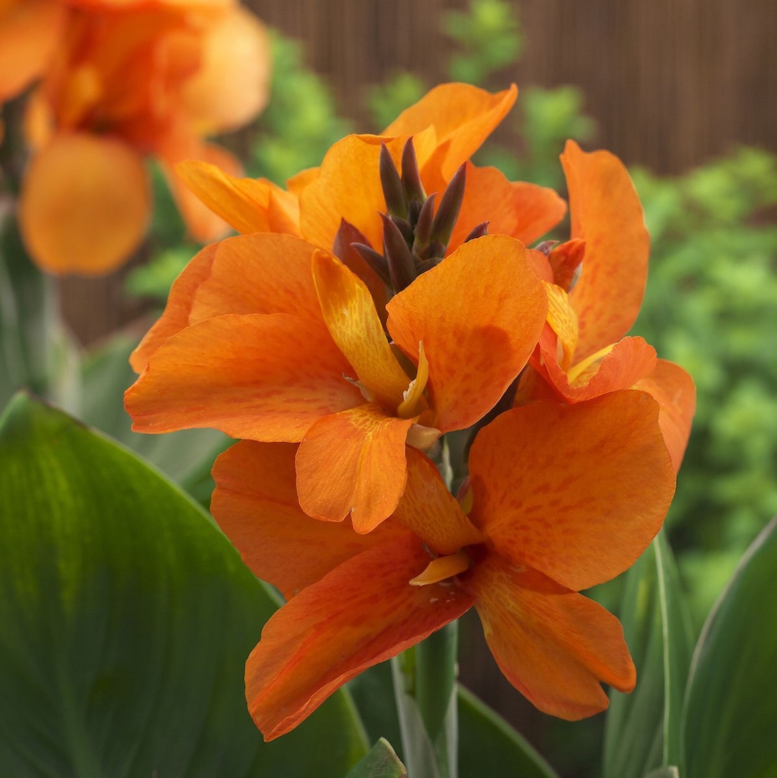 Кана / Canna CANNOVA