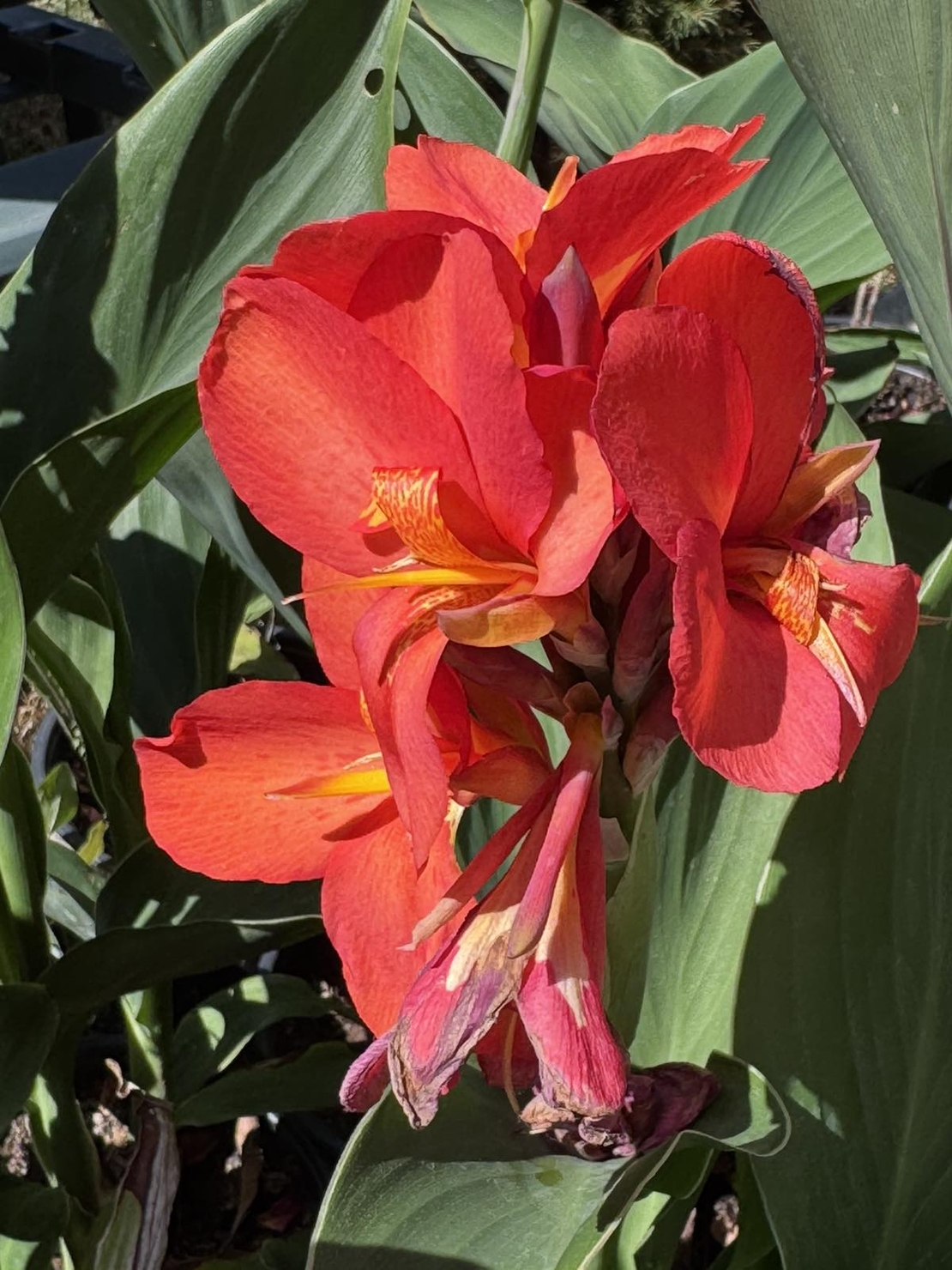 Кана / Canna CANNOVA