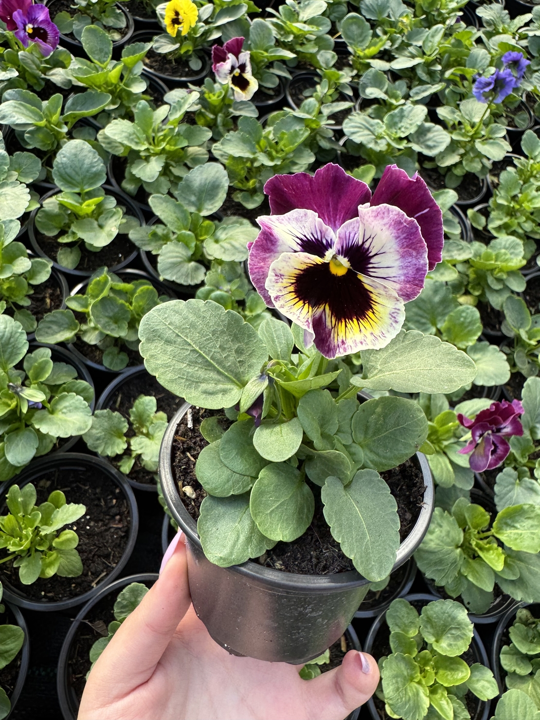 Къдрави теменужки