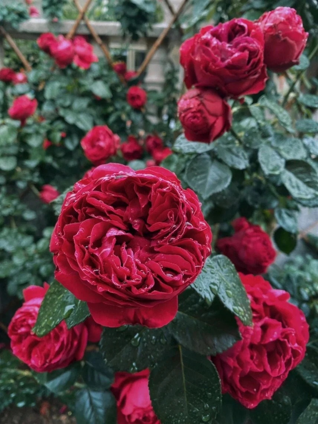 Gpt Red Eden Rose® (Eric Tabarly®)