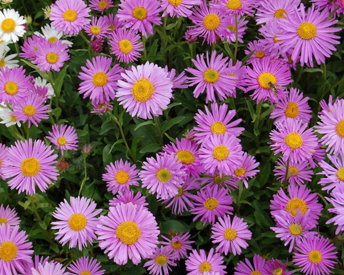 Алпийска астра /Aster alpinus/ - Happy end pink