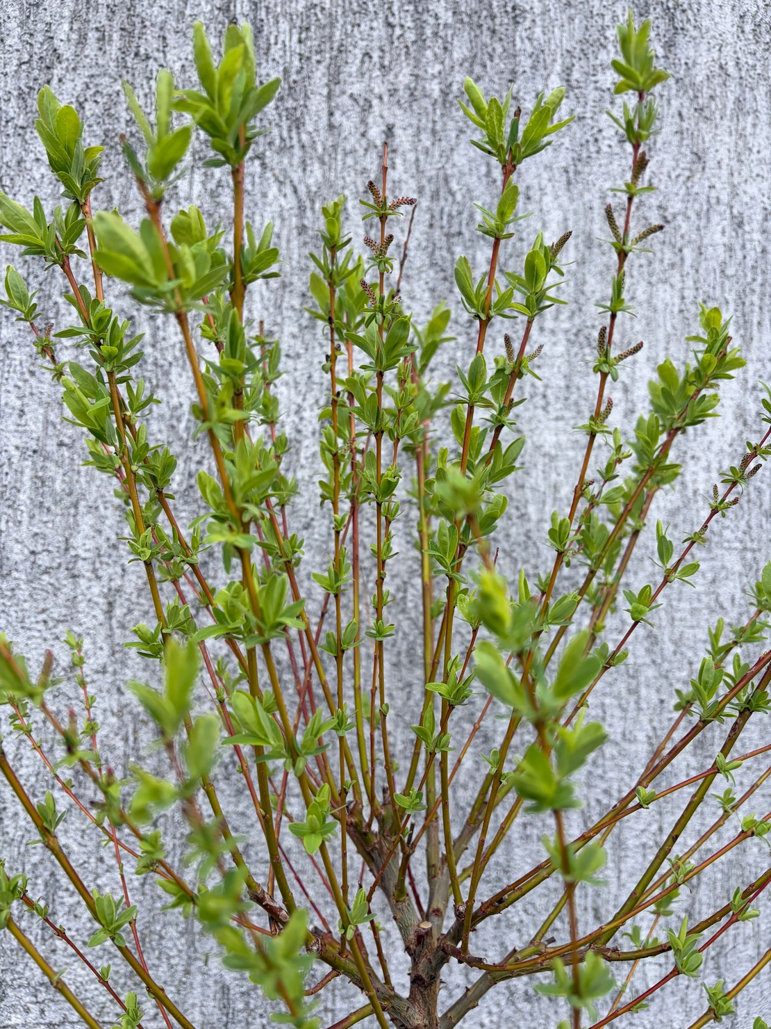 Японска пъстролистна върба - salix integra hakuro nishiki