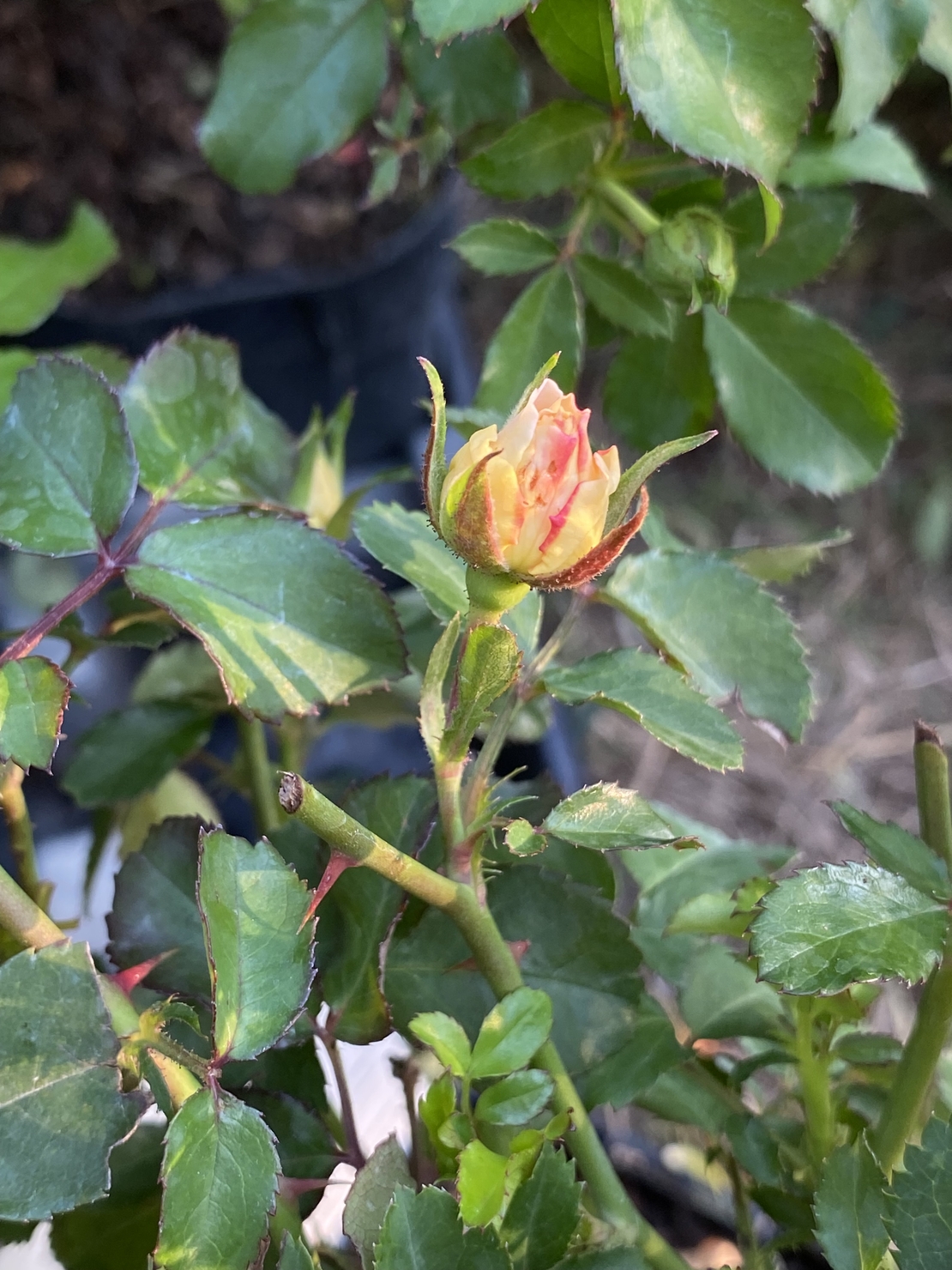 Peach DRIFT® Meiggili