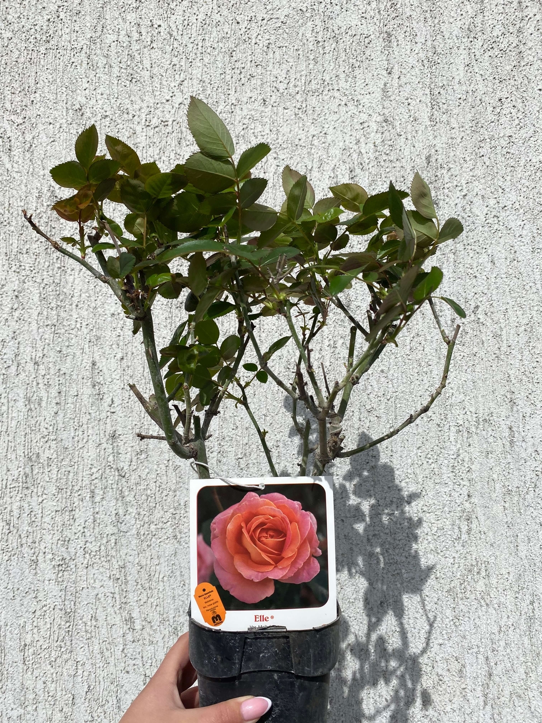 ELLE® Meibderos