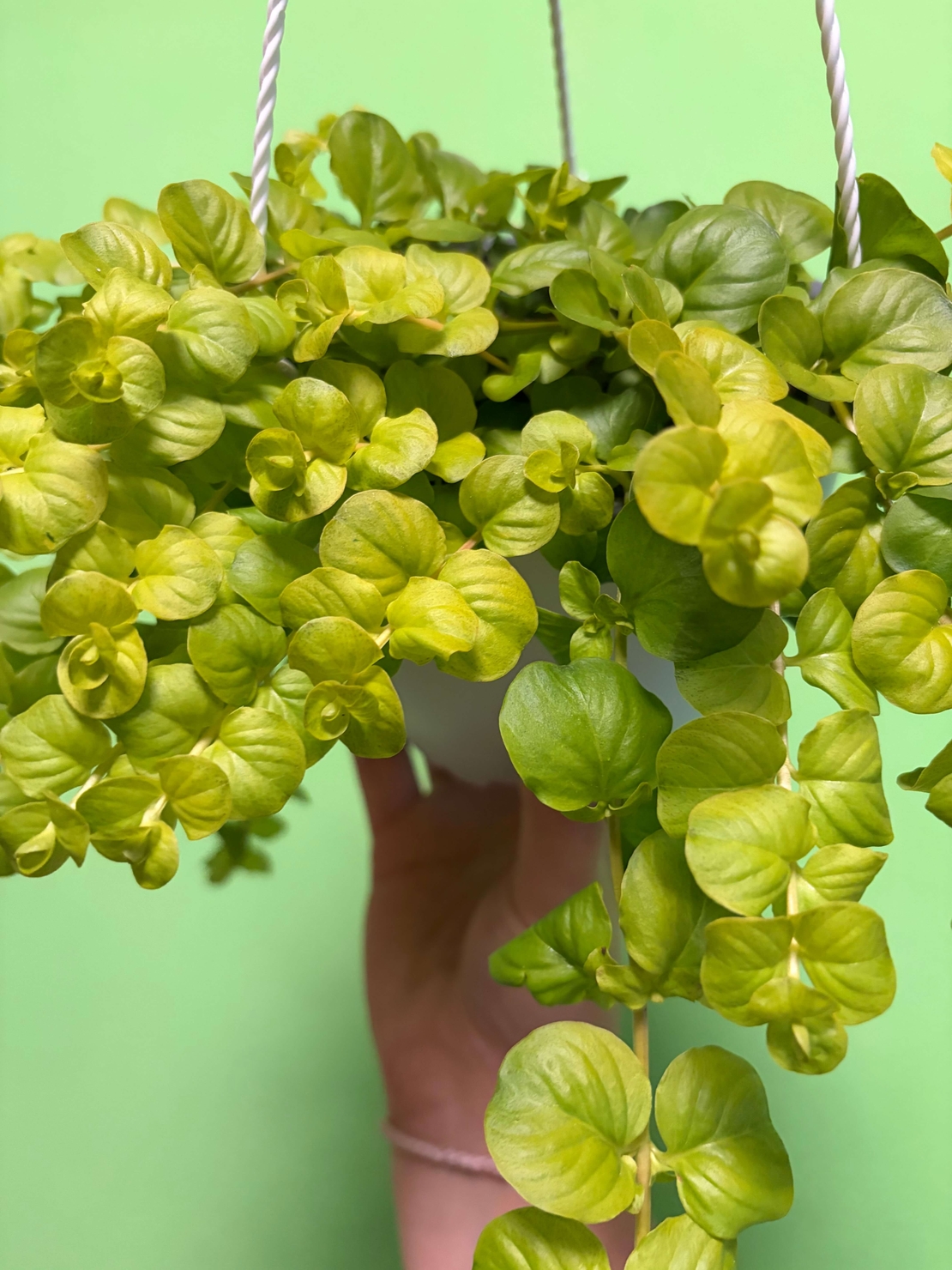Lysimachia nummularia ‘Goldilocks’ (Лизимахия) в кошници