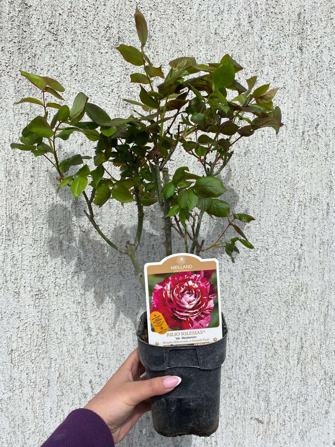 JULIO IGLESIAS® Meistemon