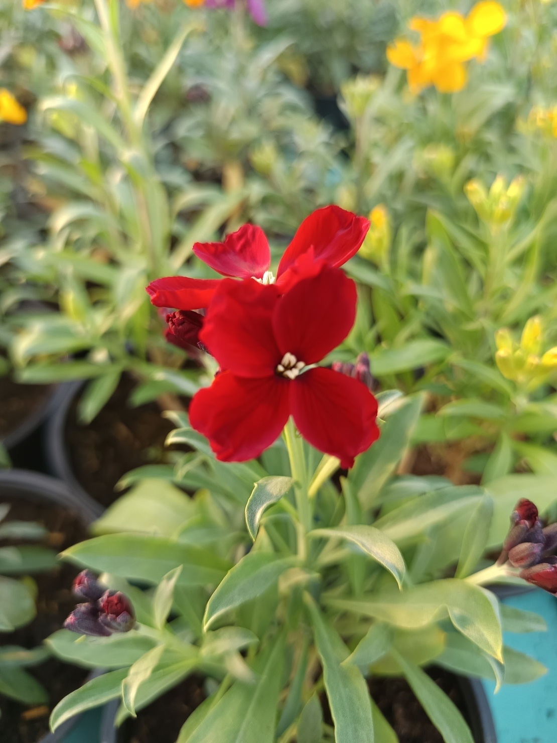 Шибой - Sugar Rush Mix