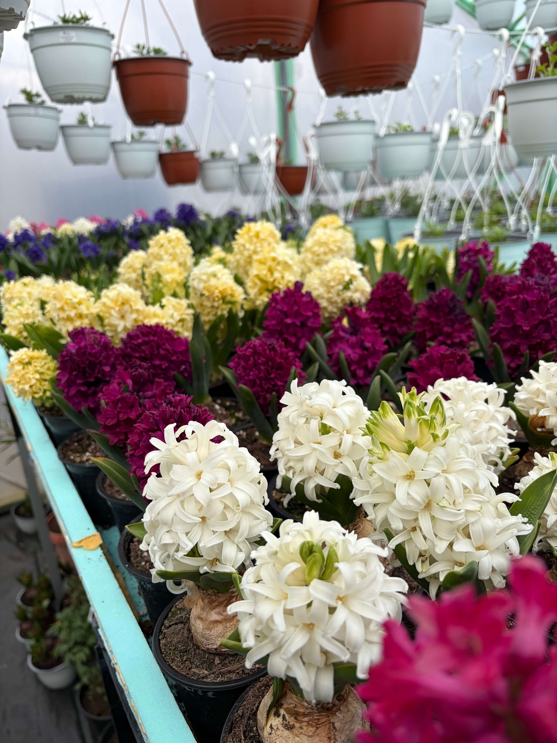 Зюмбюл Woodstock в саксия - единичен