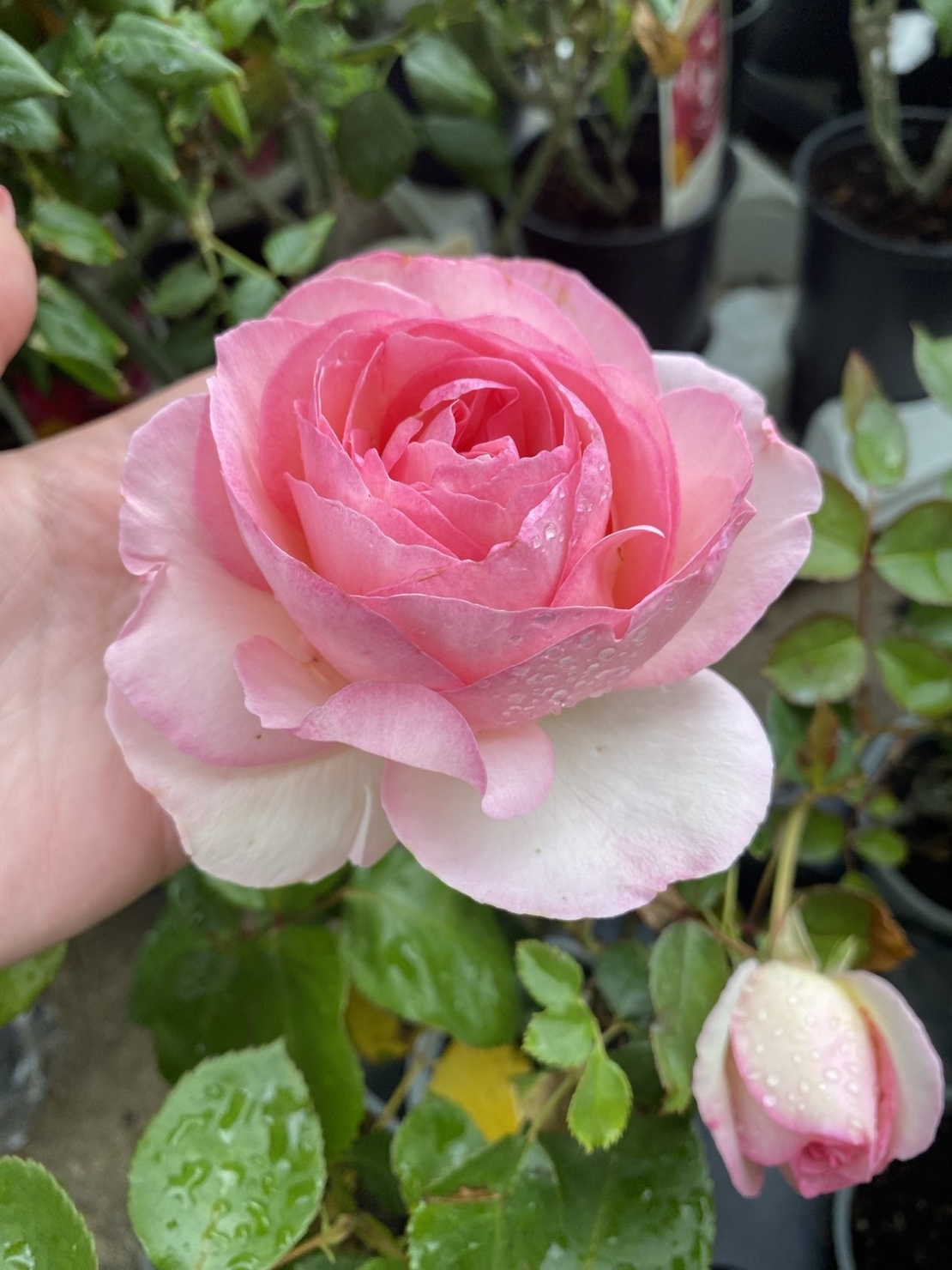 EDEN ROSE® Meiviolin/ GPT. EDEN ROSE Pierre De Ronsard ®
