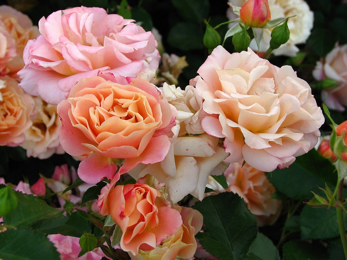 Cubana ® Rose