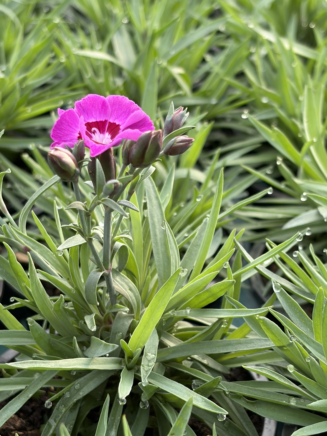 Каскаден ароматен карамфил