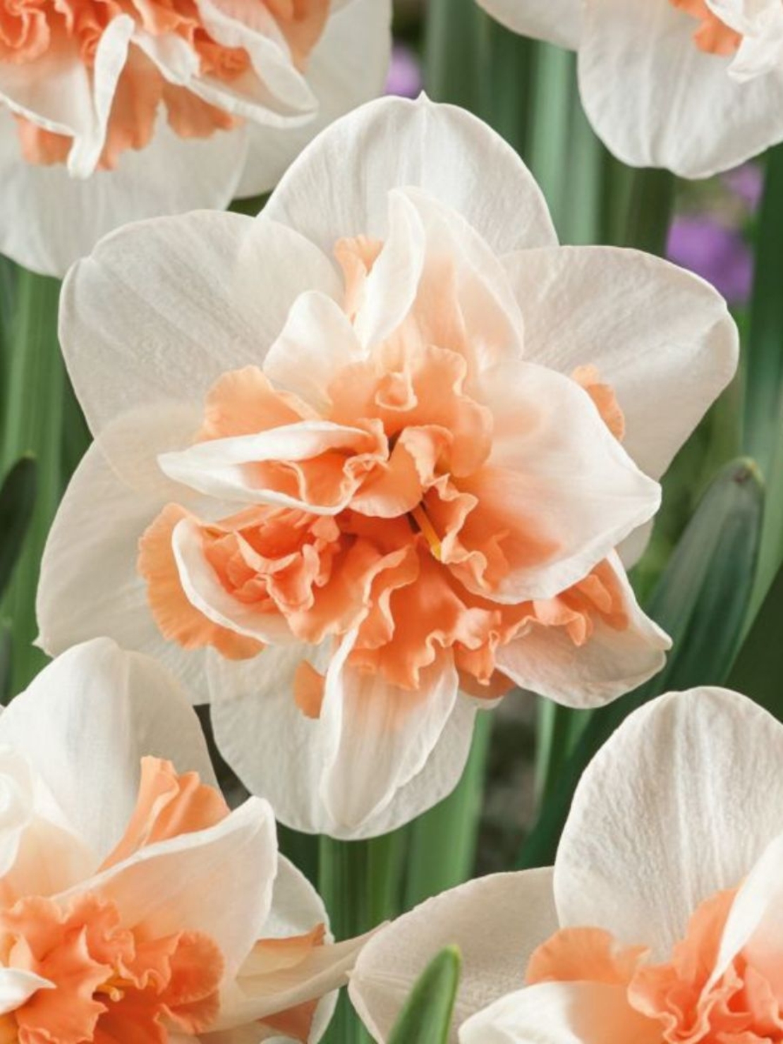 Нарцис Delnashaugh в саксия