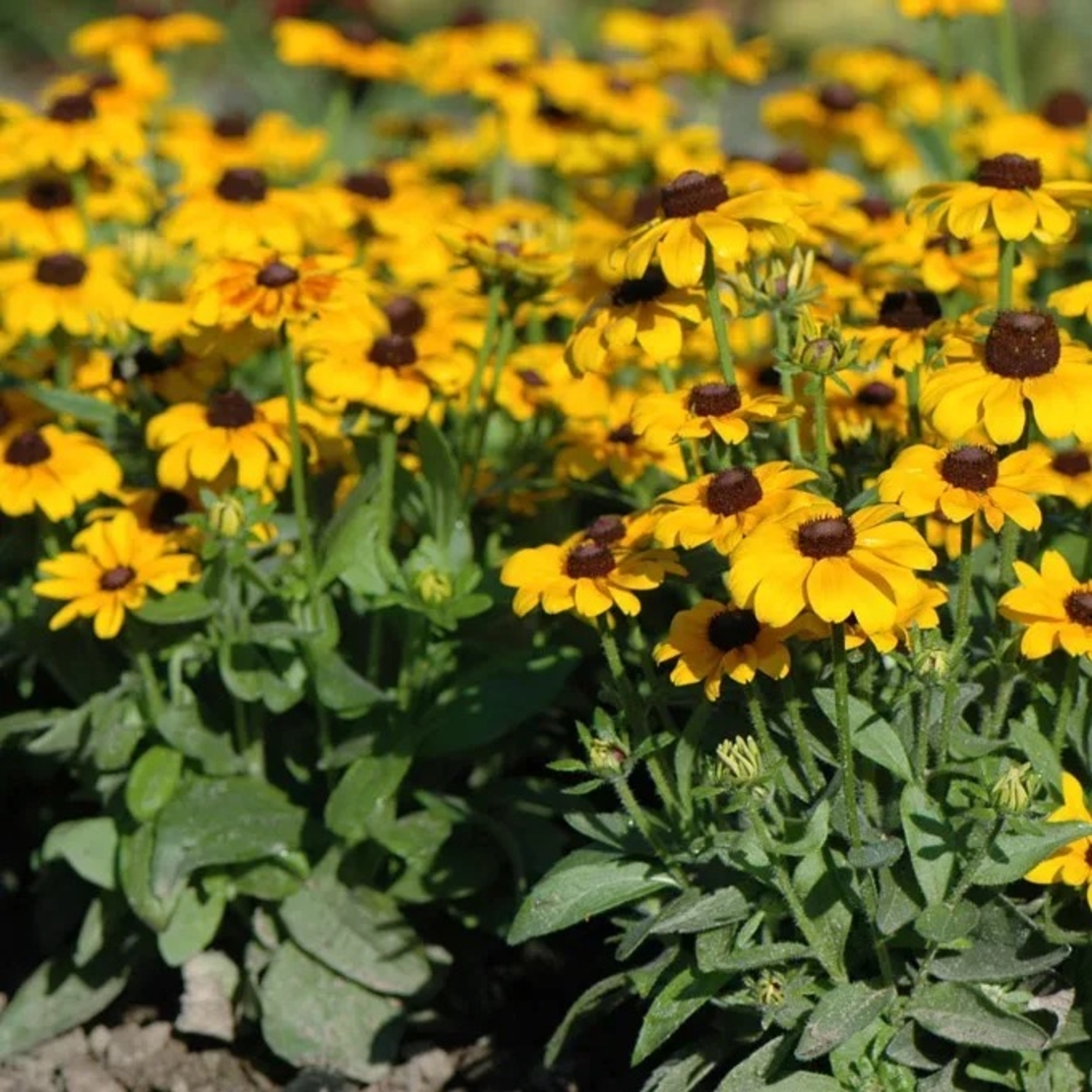 Рудбекия Toto Gold (Rudbeckia hirta Toto Gold)