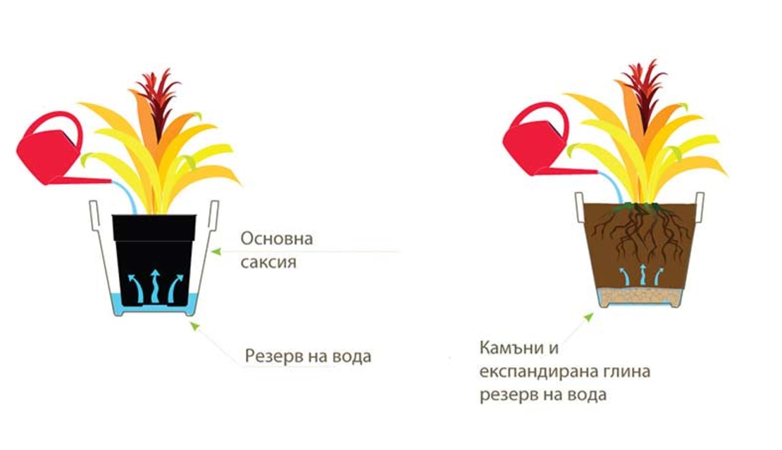 Сандъче (средно)