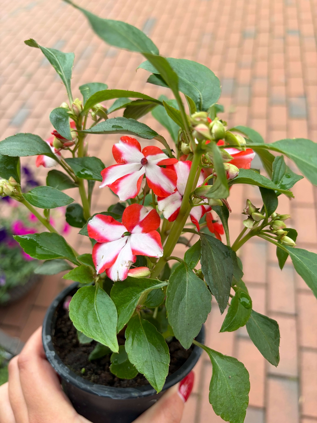 Impatiens walleriana 'Raffael Star Mix' (Циганче / Импатиенс)