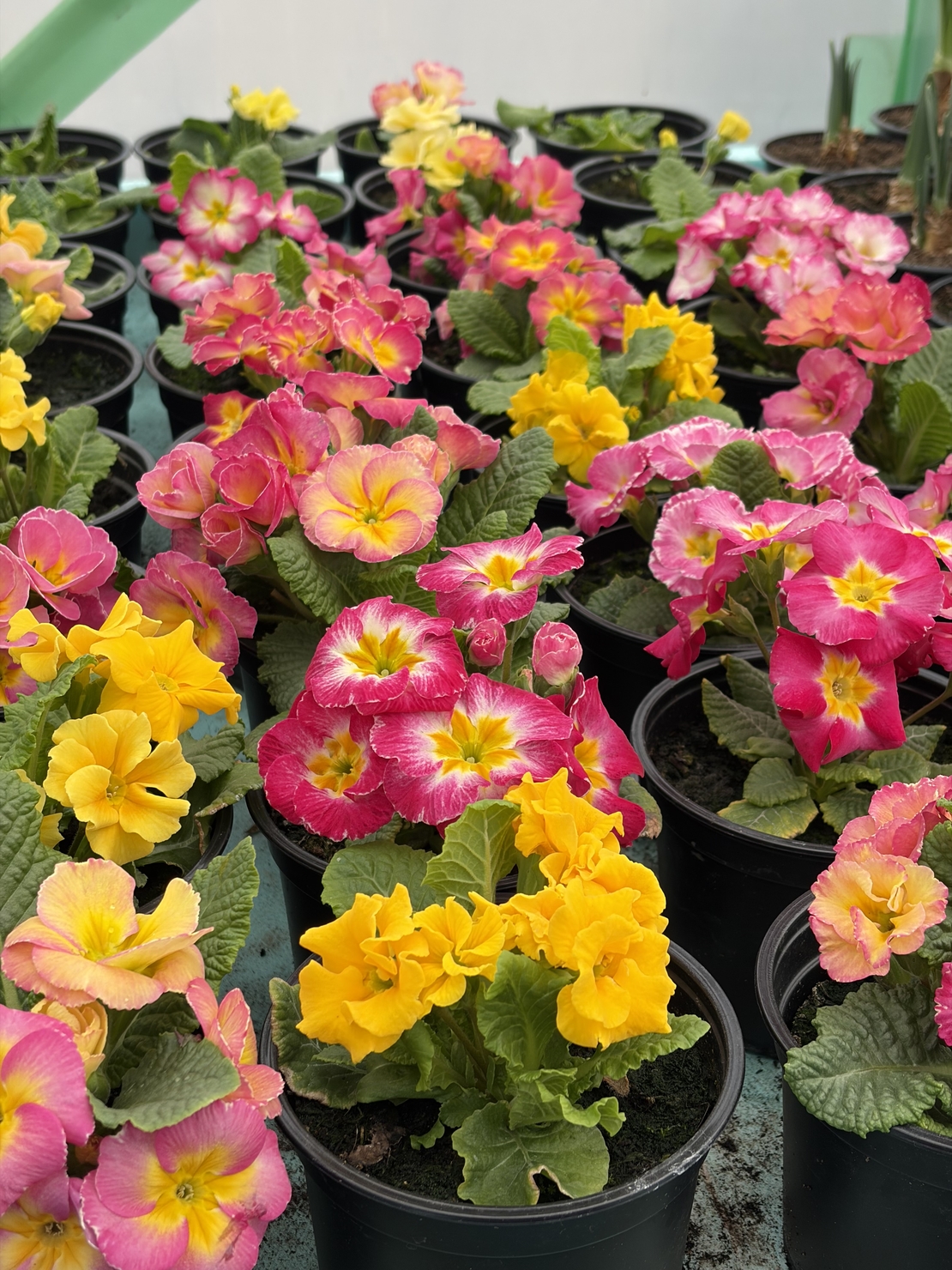 Кичеста иглика, тип розичка