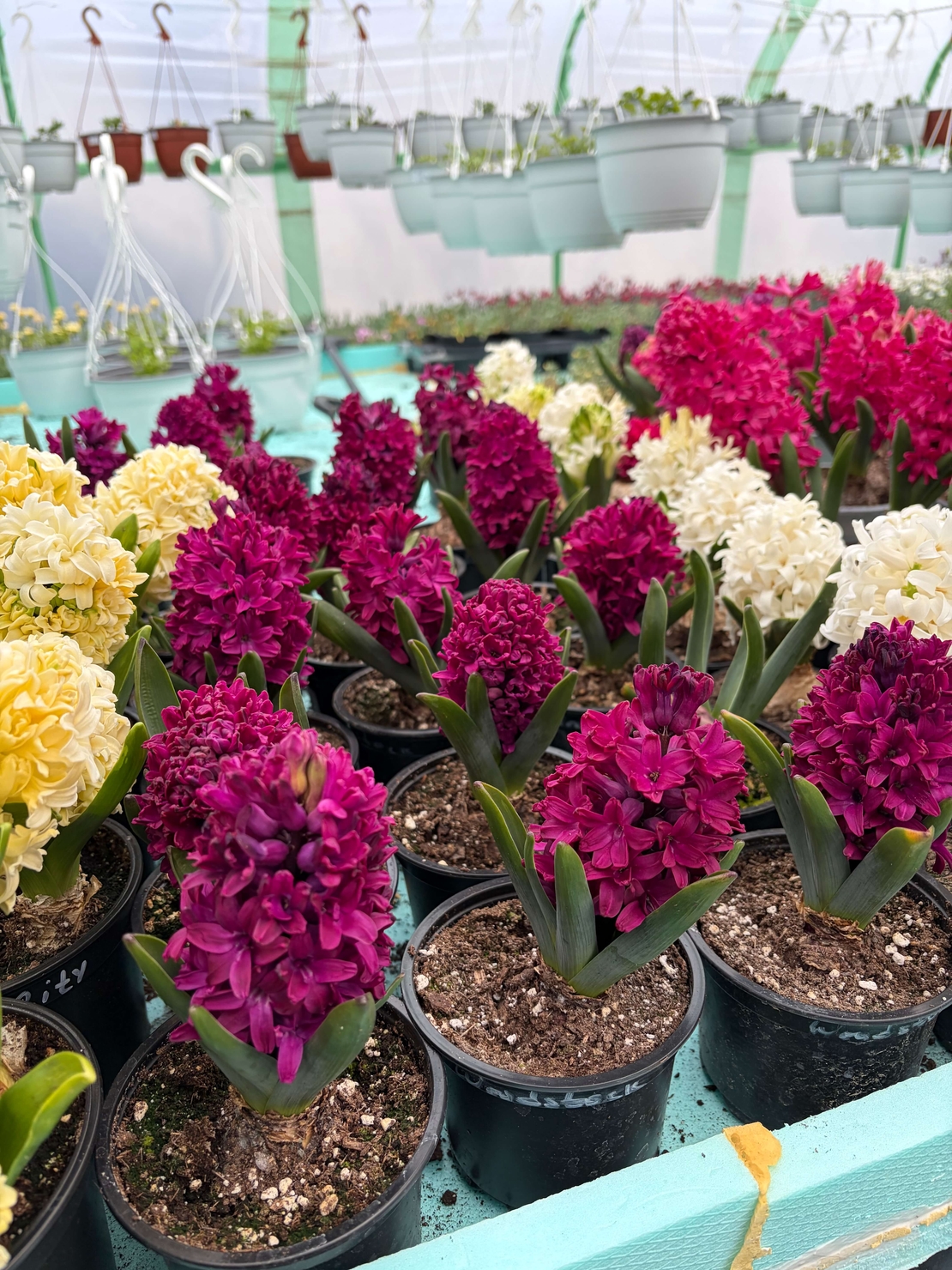 Зюмбюл Woodstock в саксия - единичен