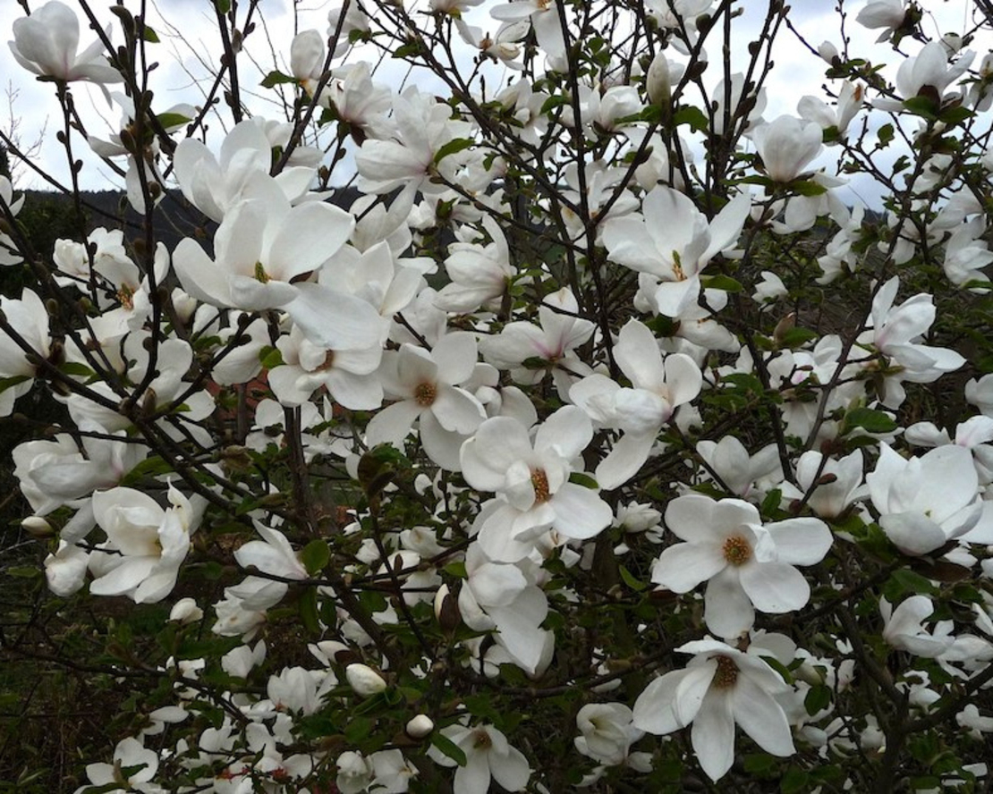 Магнолия Alba Superba (Magnolia Alba Superba)