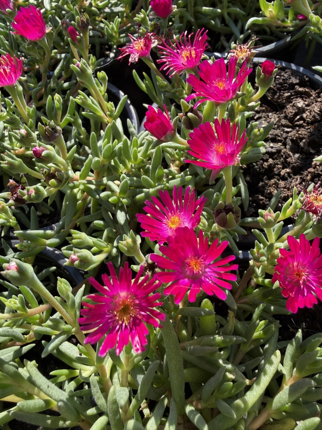 Delosperma cultivars sel® ‘LIDO MAGENTA’