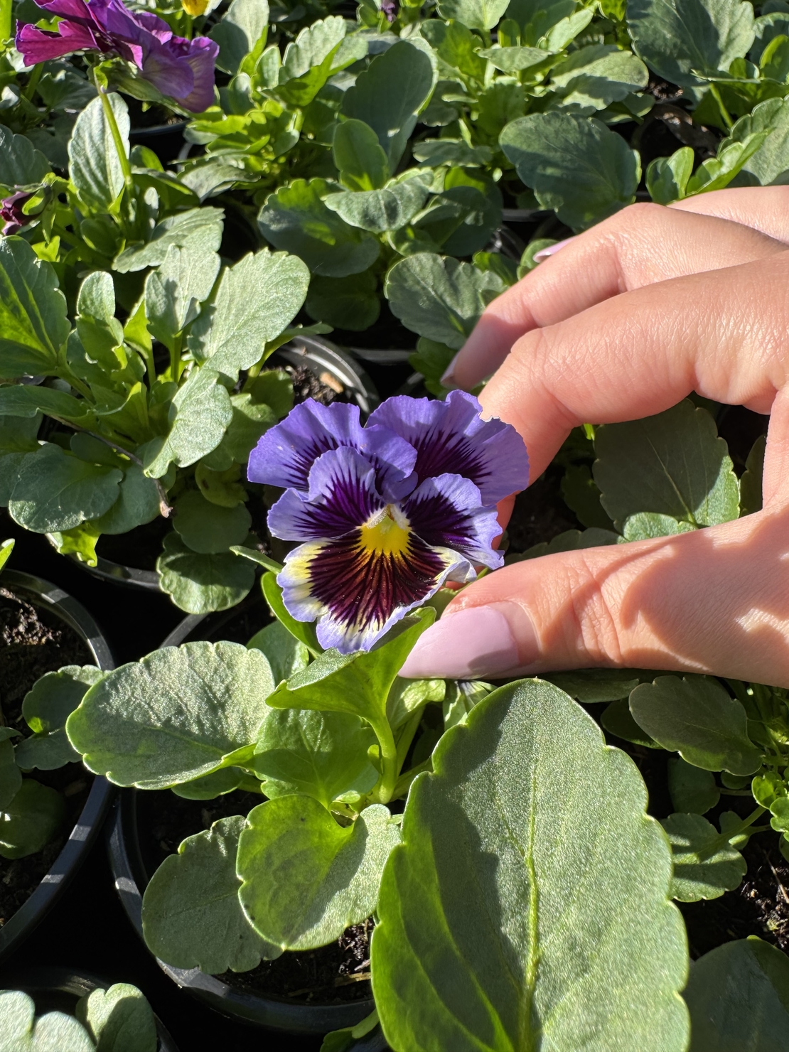 Къдрави теменужки