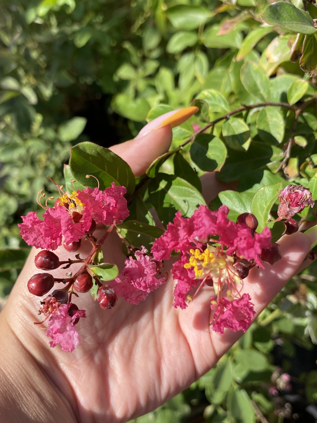 Индийски люляк - Lagerstroemia indica