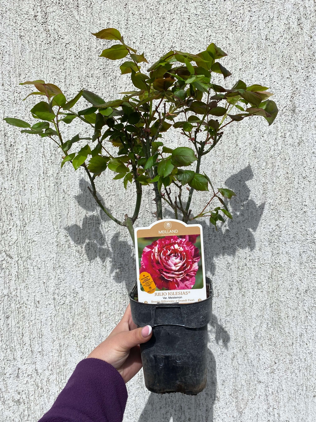 JULIO IGLESIAS® Meistemon