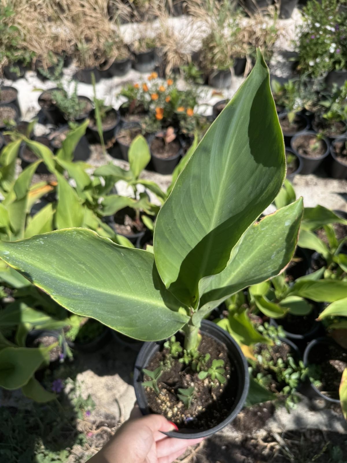 Кана индика (Canna Indica)