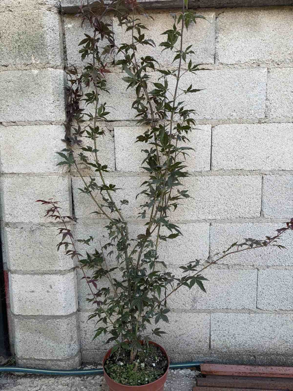 Японски клен ‘Atropurpureum’ (Acer palmatum Atropurpureum)