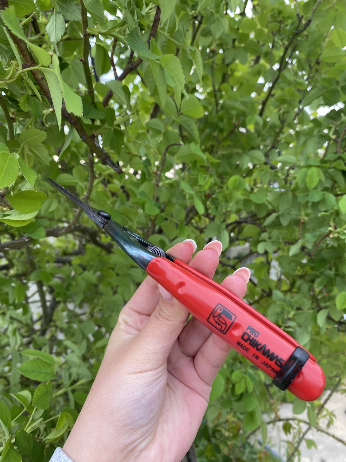 Ножица 175мм Chikamasa T-5C red